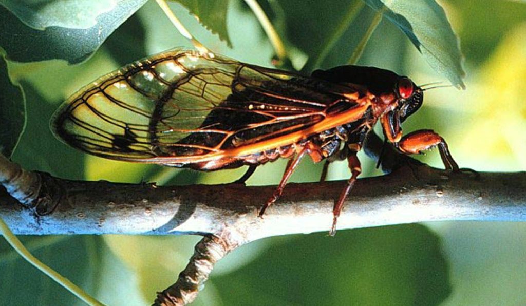 Cicada Swarm Everything You Need To Know About The Brood X Periodical