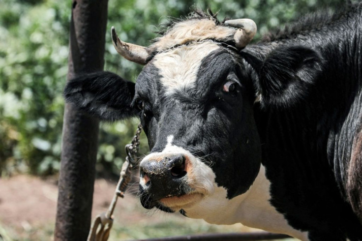 Unable to afford food for all their animals, some farmers are slaughtering or selling them