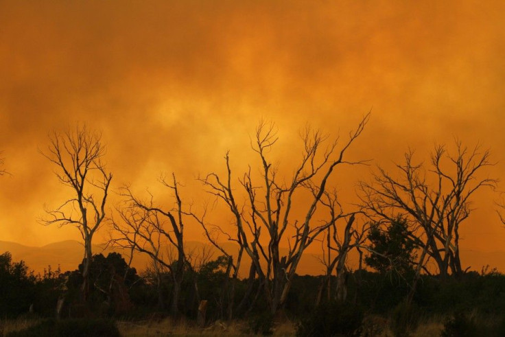 Smoke from the Wallow Wildfire surround trees in Eagar, Arizona
