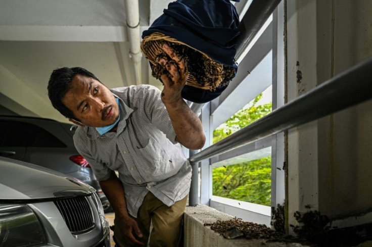 Ooi Leng Chye is a member of a group that saves bees and their nests when they are discovered in cities, seeking to prevent the creatures from being destroyed by those who view them as pests