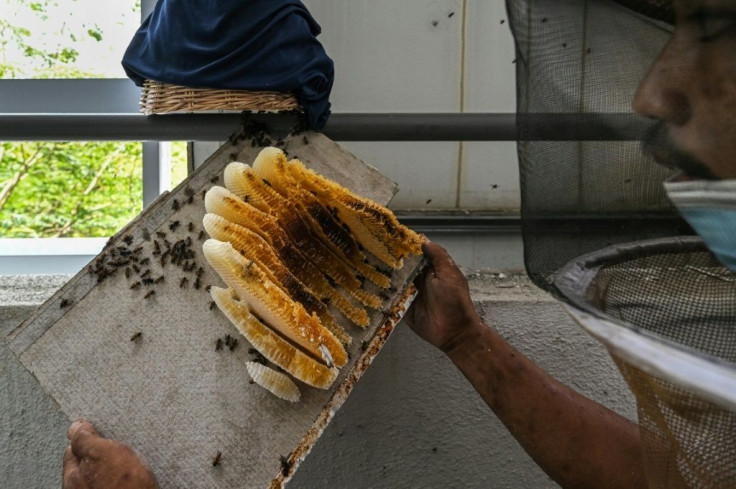 In Malaysia, green activists founded the "My Bee Savior Association" to help stem the decline of bee populations