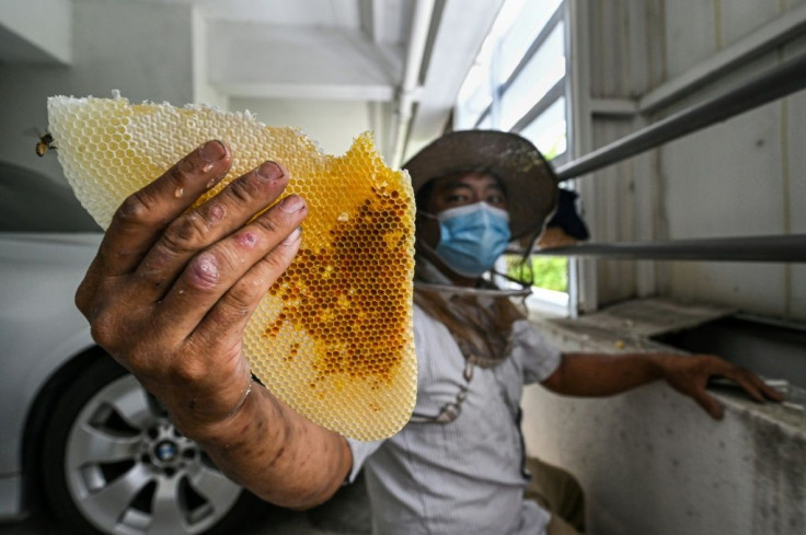 Wearing a short-sleeved shirt, trousers and sandals, Ooi is relaxed as he scoops up bees and honeycomb with his hands