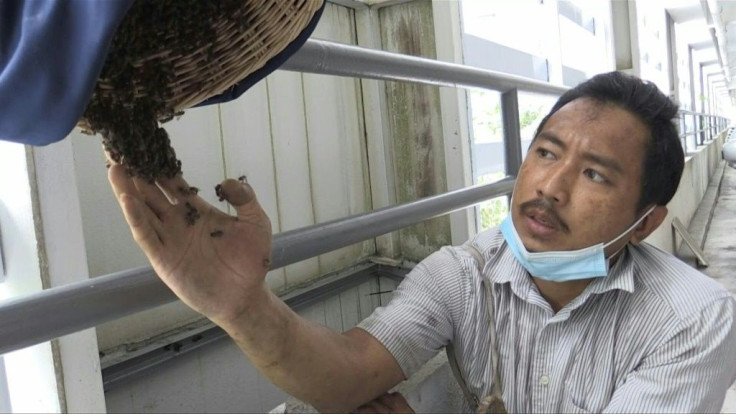 Placing his bare hands into a swarm of thousands of bees, a Malaysian man uses his fingers to gently guide some of them into a rattan basket. Ooi Leng Chye is a member of a group that saves bees and their nests when they are discovered in cities
