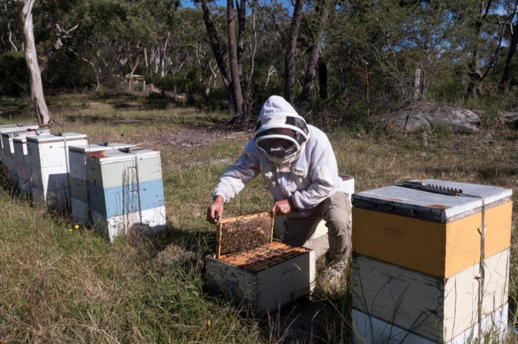 Australian production of manuka honey could soon be dealt a heavy blow, with a group of New Zealand producers launching proceedings in multiple countries to register the term and claim its exclusive use
