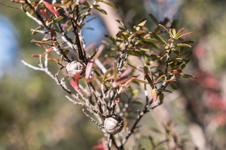 Manuka honey takes its name from the Maori term for Leptospermum scoparium, the flowering shrub whose nectar forms its essence, which is found in both Australia and New Zealand