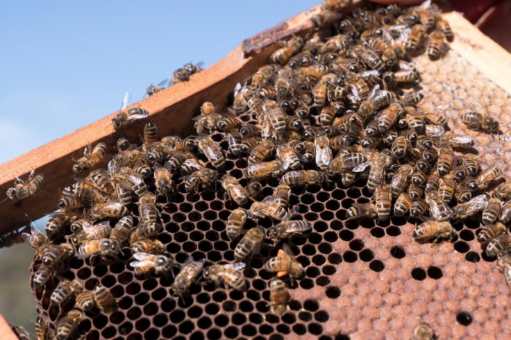 Australian producers deny there is a difference in the quality of their honey