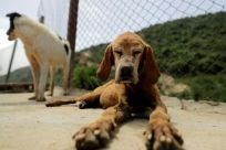 Rescued dogs at the Woof N' Wags shelter on the outskirts of the village of Kfar Chellal, south of the Lebanese capital Beirut