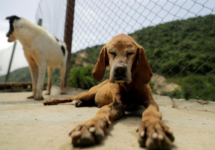 Rescued dogs at the Woof N' Wags shelter on the outskirts of the village of Kfar Chellal, south of the Lebanese capital Beirut