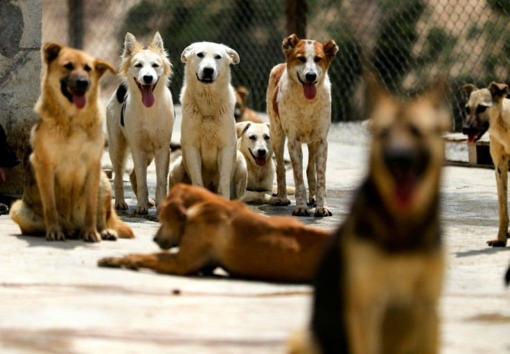As many families struggle to stay afloat, activists say increasingly more pet owners are asking for help to feed or re-home their animals