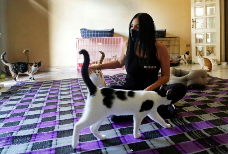Companion Animal Coordinator at Animals Lebanon NGO Rim Sadek pats a rescued cat at the NGO's shelter in Beirut