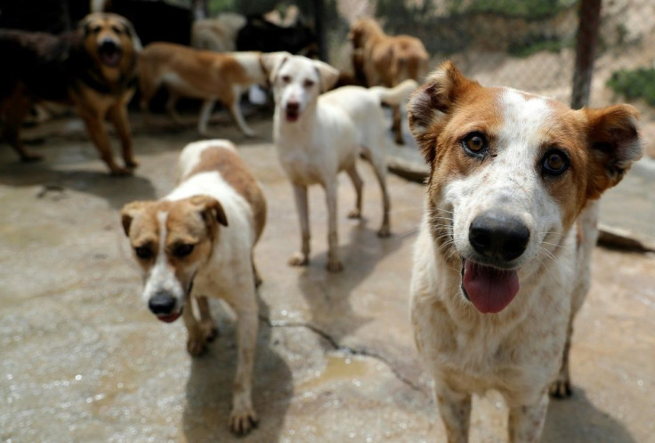 Rescued dogs are pictured at the Woof N' Wags shelter