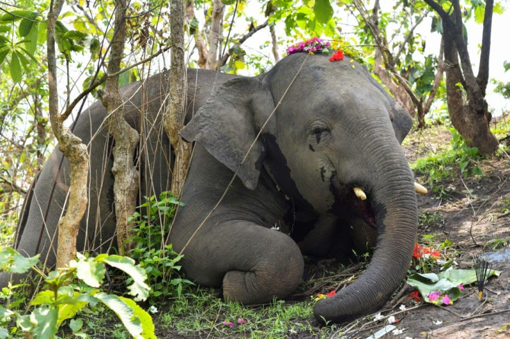 Indian authorities are investigating the deaths of at least 18 elephants in the northeastern state of Assam