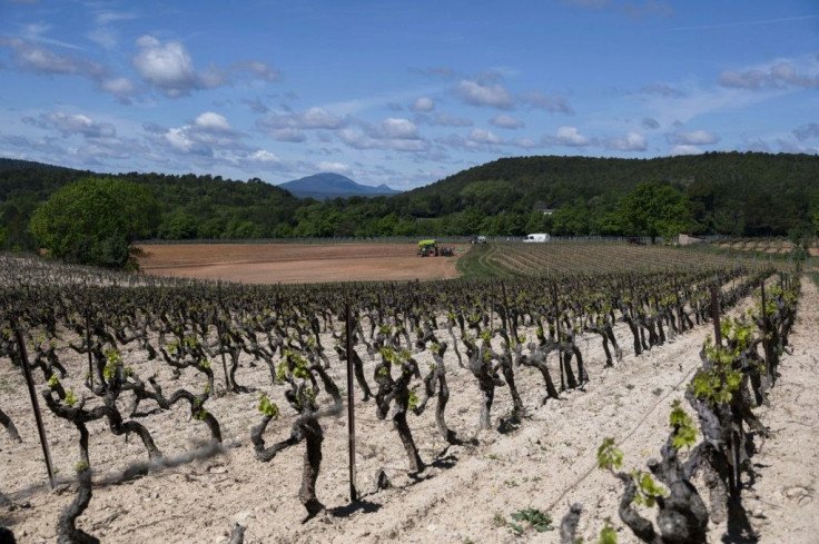 Global demand is rising for the rose wines produced in the dry and rugged hills of Provence.