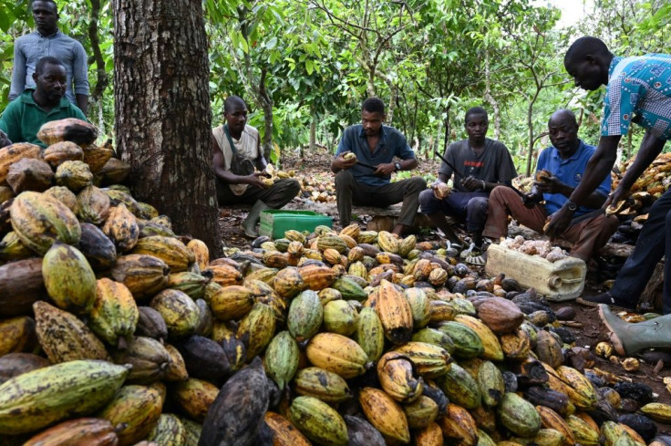 Organic cocoa farming in M'Brimbo, a village in central Ivory Coast, is prospering