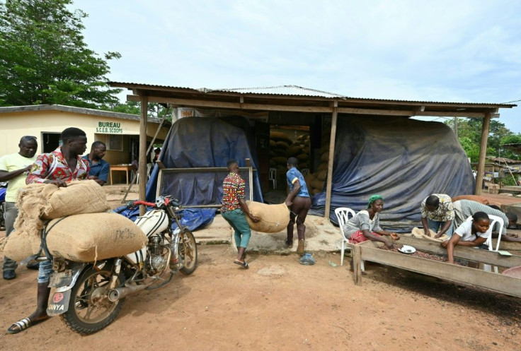 Farmers carry bags of organic cocoa beans at the collective.