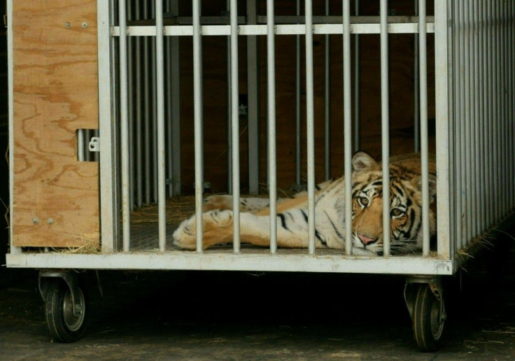 A Bengal tiger called "India" is seen in a cage after being captured by authorities nearly a week after being seen roaming in Houston