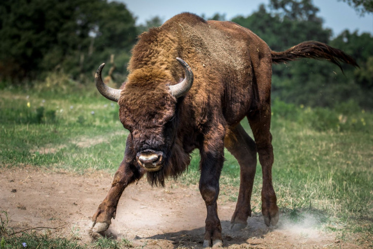 bison-european-2118538_1920