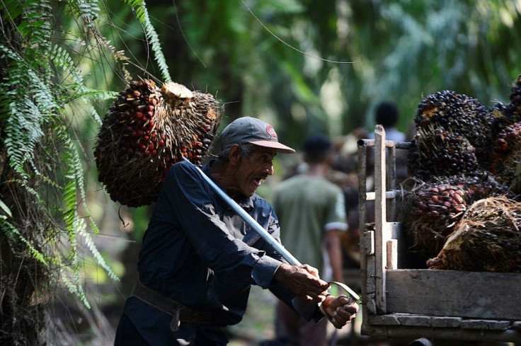 Orlando Chavez harvests African palm bunches in El Progreso