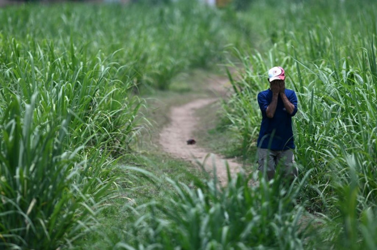 A man is seen a sugar cane field near the house of former police officer Hugo Ernesto Osorio Chavez