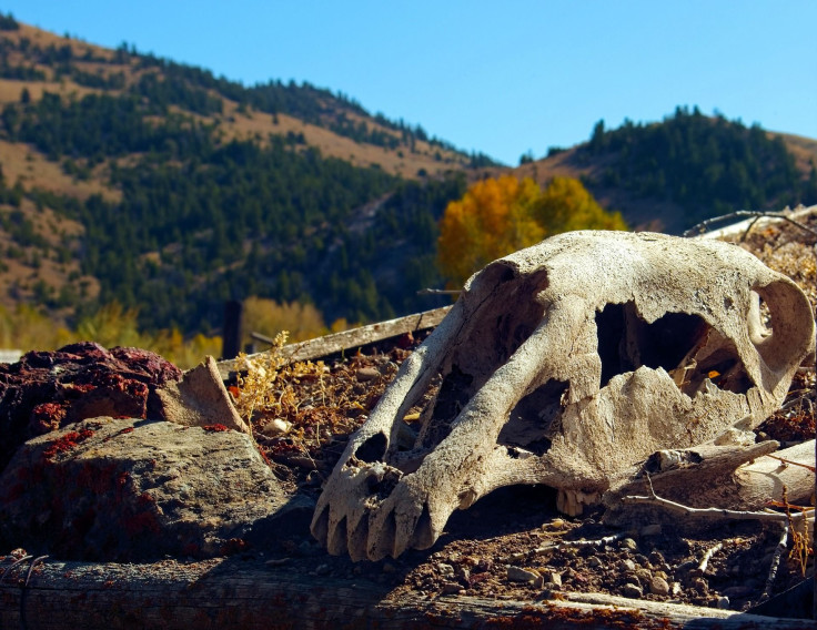 horses-skull-on-sod-roof-3899062_1920