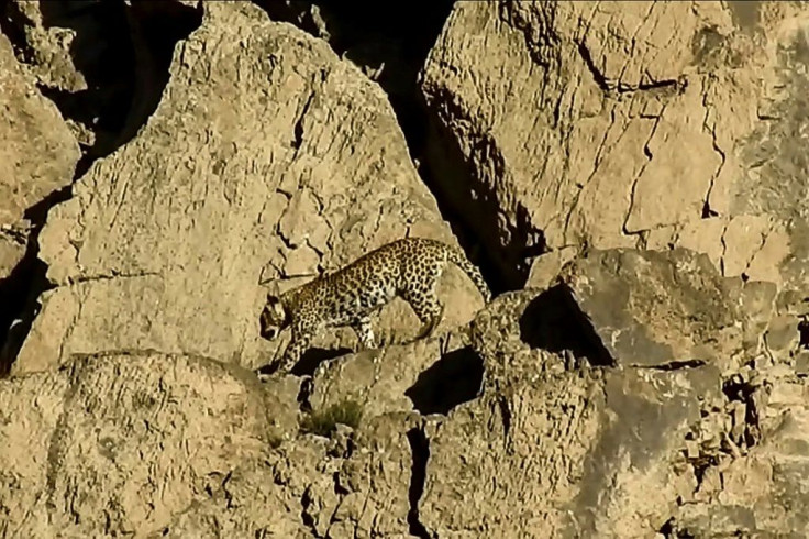 A senior conservation official in Balochistan province said there was no previous record of the rare Persian leopard ever being sighted in Pakistan