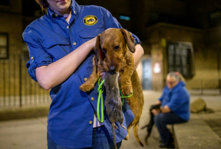 Lita the wirehaired dachshund holds a dead rat in its mouth after hunting it in a neighborhood in lower Manhattan on May 14, 2021 in New York City