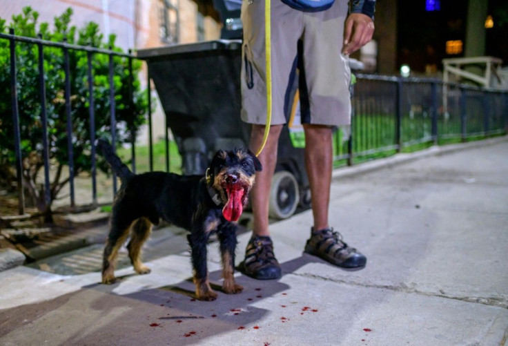 Alex Middleton stands with Rommel the Jagdterrier after it killed a rat in lower Manhattan on May 14, 2021 in New York City