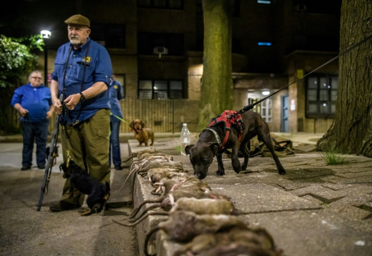 The rats killed by the Ryder's Alley Trencher-fed Society and their dogs are lined up at the end of the hunt in lower Manhattan on May 14, 2021