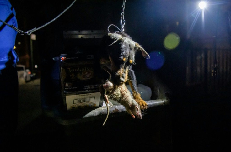 Rommel the Jagdterrier holds a dead rat in his mouth after hunting it in a dumpster in lower Manhattan on May 14, 2021