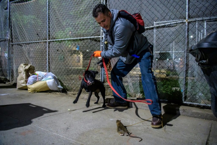 Jason Rivera, a member of the rat-catching group, and his dog attempt to catch a rodent in New York City on May 14, 2021