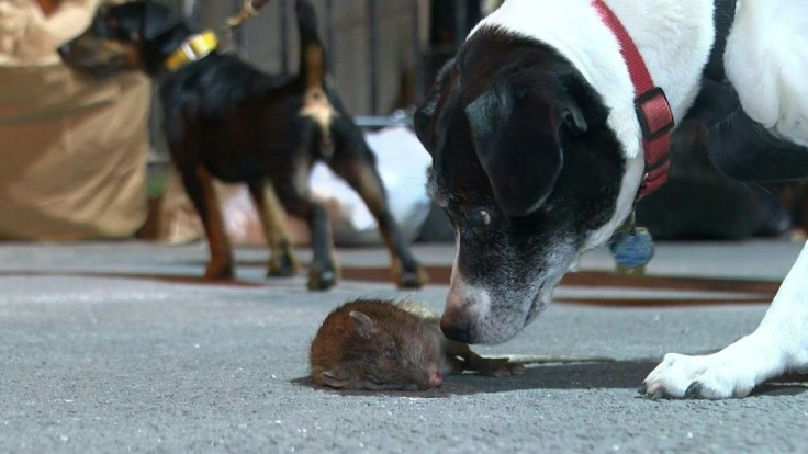 Late one Friday night, eight dog enthusiasts and their pet pooches prowl several dark alleys in New York with one mission: to hunt and kill as many rats as possible