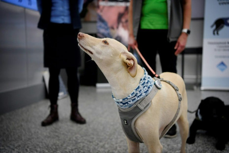 Dogs have already shown that they can sniff out maladies such as cancer, malaria and epilepsy