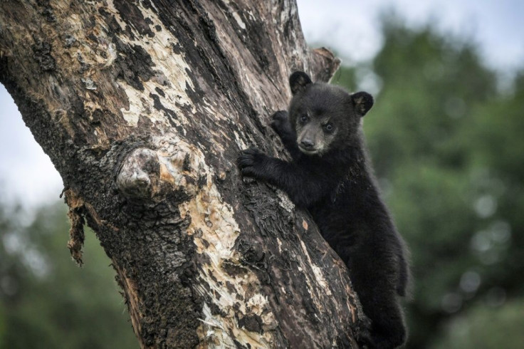 Canadian authorities injected black bear cub (similar to this one pictured May 2019) running loose in a residential neighborhood with three doses of tranquilizer, but he "remained alert," according to Animal Rescue