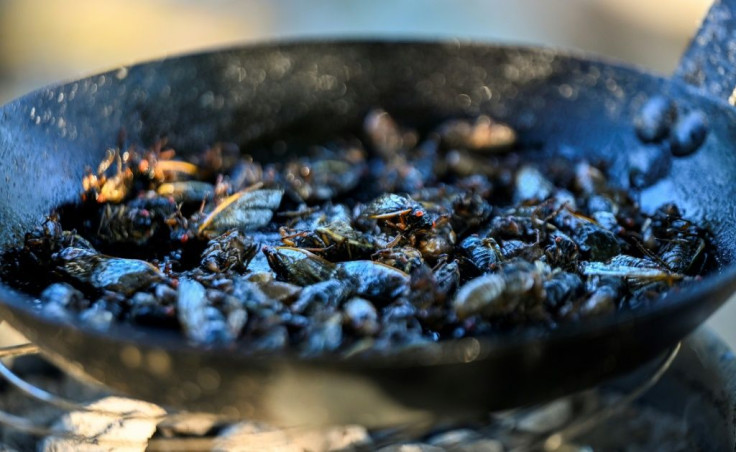 Cicadas are fried as they are prepared for the sushi recipe