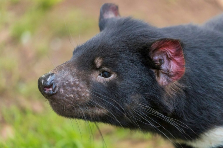 Hopes that a major rewilding effort could succeed have been boosted by the birth of wild Tasmanian devils on the Australian mainland