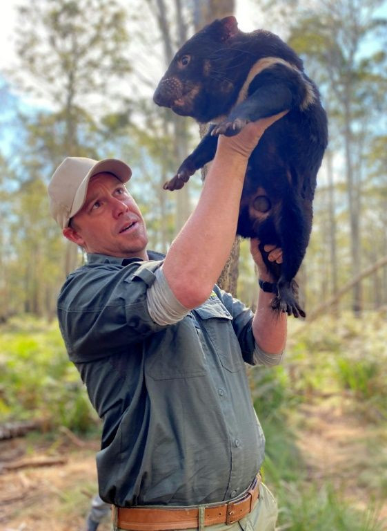 Aussie Ark President Tim Faulkner said waiting to see if the released adult devils thrived in the wild was "nerve wracking"