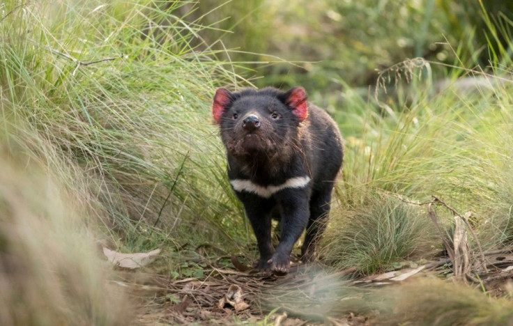 Packs of dingoes are believed to have wiped out Tasmanian devils on the mainland 3,000 years ago