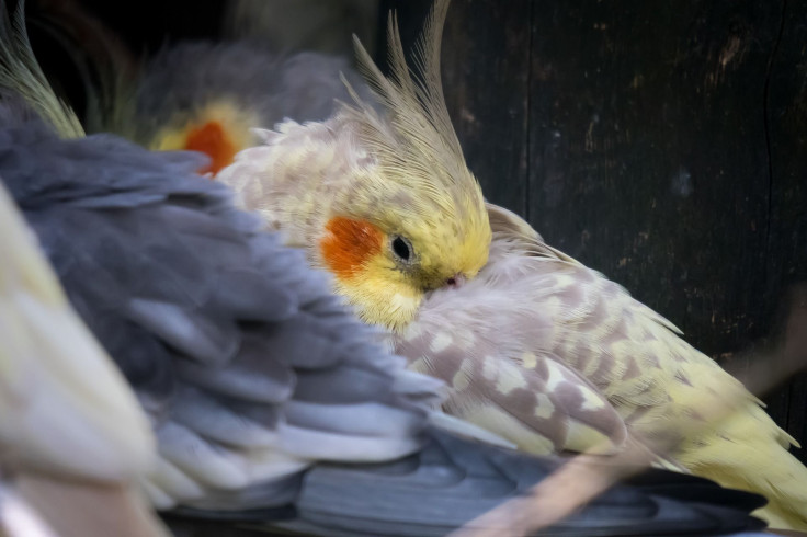 cockatiel-3633236_1920