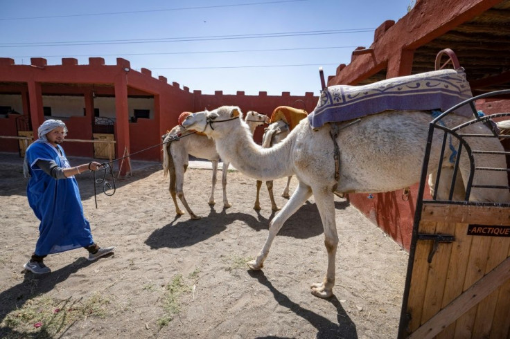 A member of Proust's team handles camels during a training session in the Moroccan city of Marrakesh
