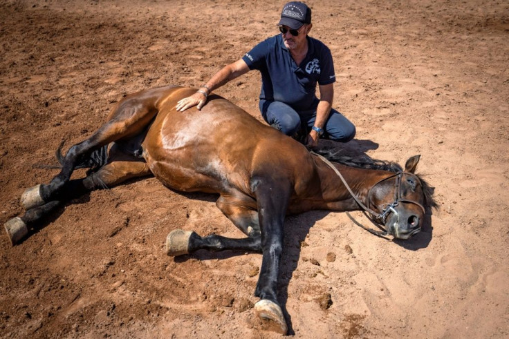 Proust demonstrates a technique during a training session with one of his horses