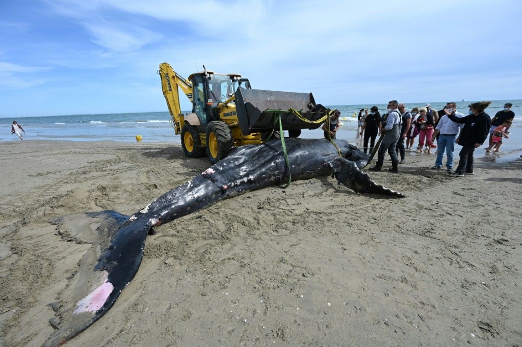 Massive Whale Washes Up On Remote Beach, Cause Of Death Under ...