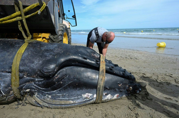 Humpback whales are not usually found in the Mediterranean Sea where fin whales are more common