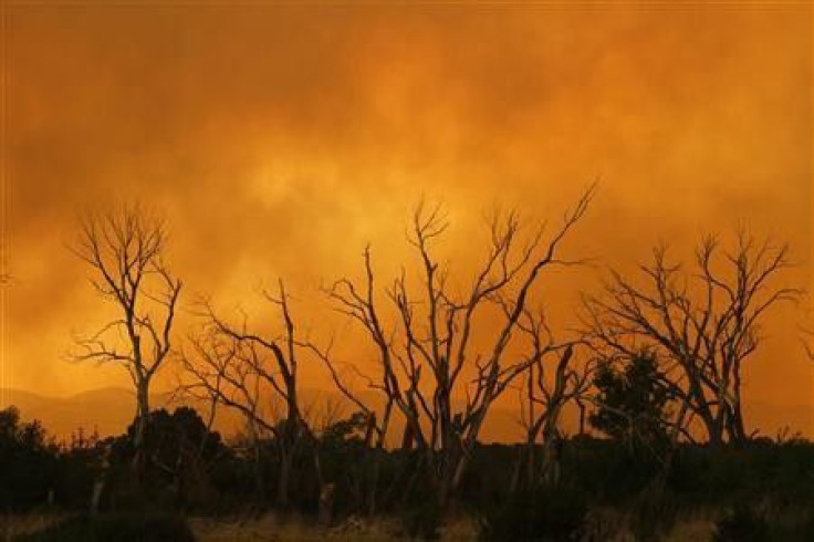 Smoke from the Wallow Wildfire surround trees in Eagar, Arizona June 7, 2011.