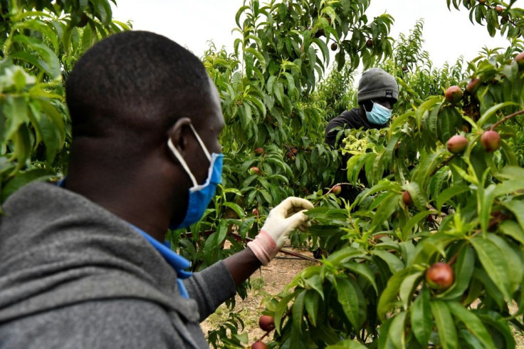 Under Spain's vaccination programme, farm workers have been given priority