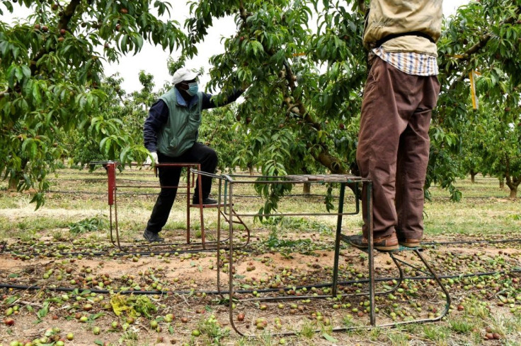 Last year the number of people who came looking for agricultural work soared as the pandemic threw many out of work