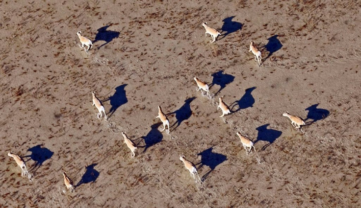 Kazakhstan's vast steppe is home to a majority of the world's Saiga