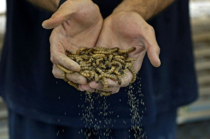 Mealworms are widely eaten around the globe, with an estimated 1,000 species appearing on the dinner plates of some two billion people