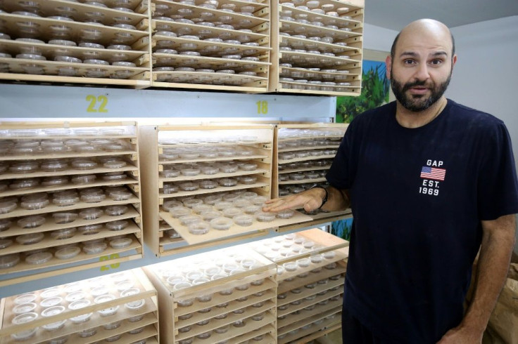 Kuwaiti businessman Jassem Buabbas displays superworms at his farm near Kuwait City