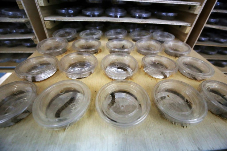 The worm-like larvae of the darkling beetle, famed for their high protein content, are cultivated in transparent boxes