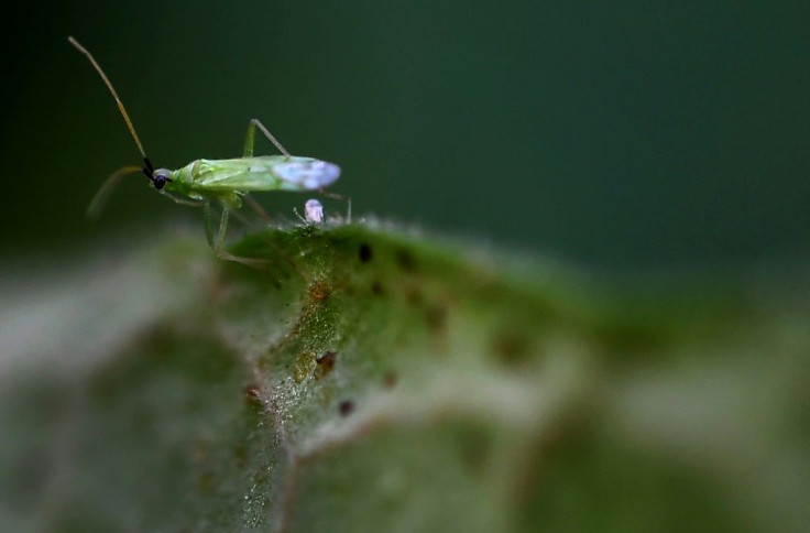Millions of predatory macrolophus keep tomatoes free from pests -- and pesticides